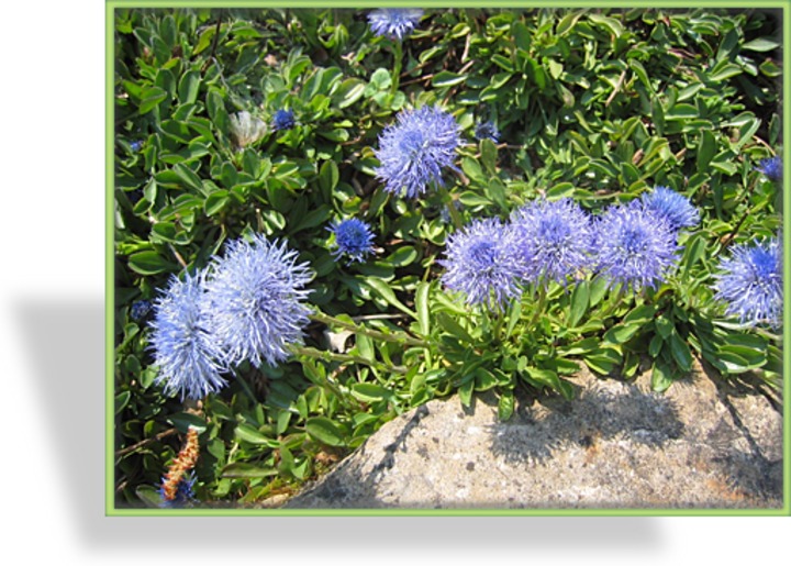Kugelblume, Globularia punctata