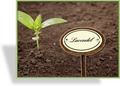 Kräuterschild "Lavendel"