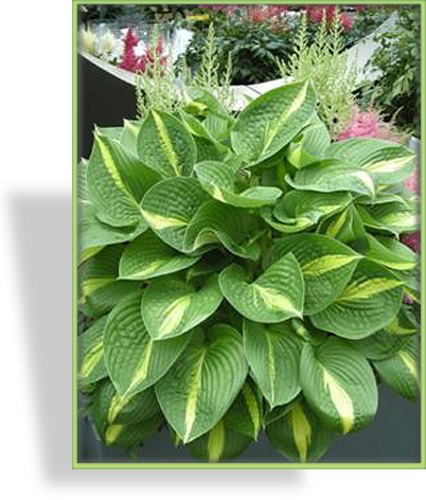 Funkie, Weißblattfunkie, Hosta x cult. 'Ann Kulpa'