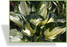 Funkie, Weißblattfunkie, Hosta hybride 'Whirlwind'