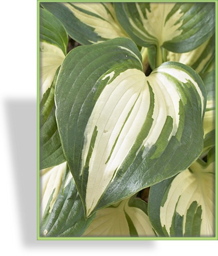 Funkie, Weißblattfunkie, Hosta x cult. 'Lakeside Cupcake'