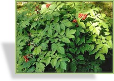 Christophskraut, rotfruchtig, Actaea erythrocarpa