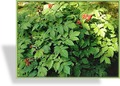 Christophskraut, rotfruchtig, Actaea erythrocarpa