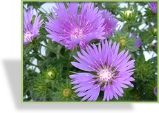 Kornblumenaster