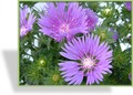 Kornblumenaster, SP-Stauden