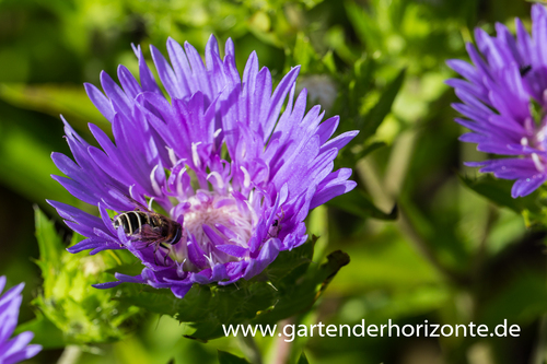 Kornblumenaster, Stokesia laevis