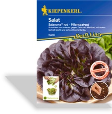 Salat, Kopfsalat Salanova, Tolerant
