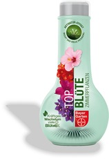 Top Blüte Zimmerpflanzen