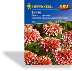 Zinnie Flamenco