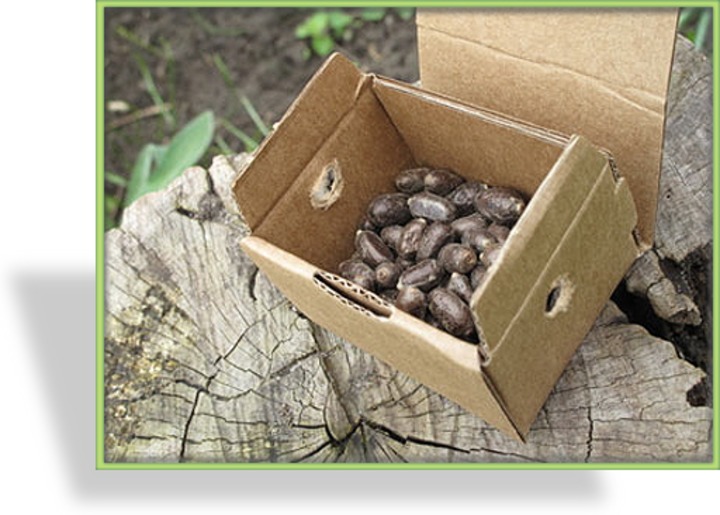 Bienen Kokons Osmia Bicornis Cornuta
