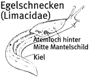 Egelschnecke (Limacidae)