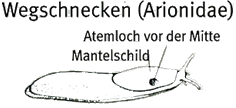 Wegschnecke (Arionidae)